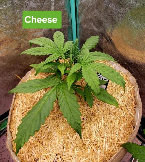 Backup plan.. Week 3