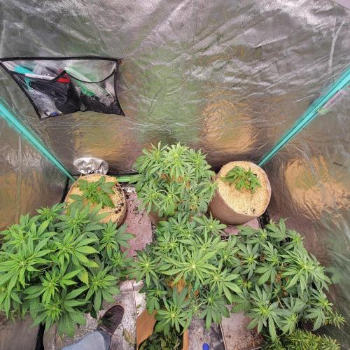 Backup plan.. Week 3