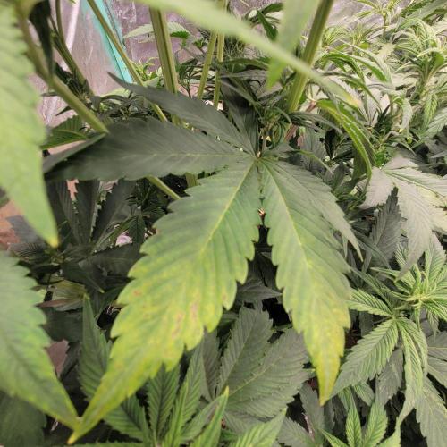 Winter 2025/2026. Week 5