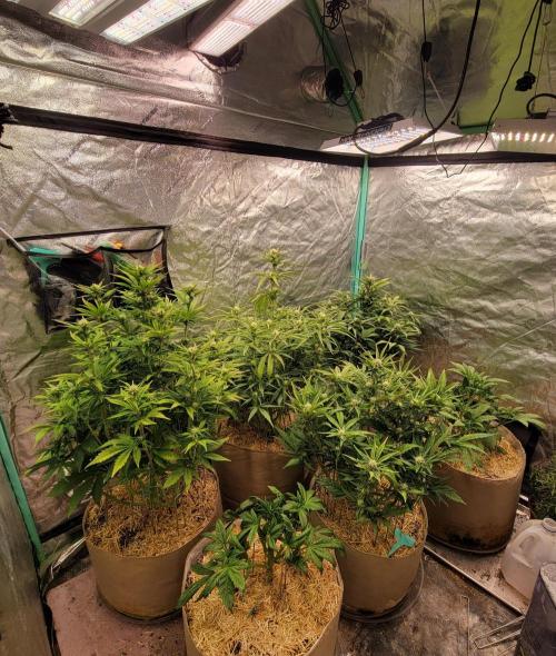 Backup plan.. Week 4