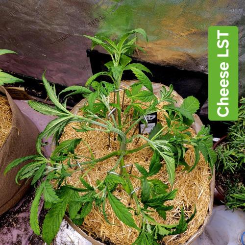 Backup plan.. Week 4