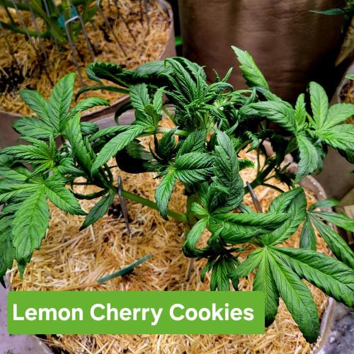 Backup plan.. Week 4