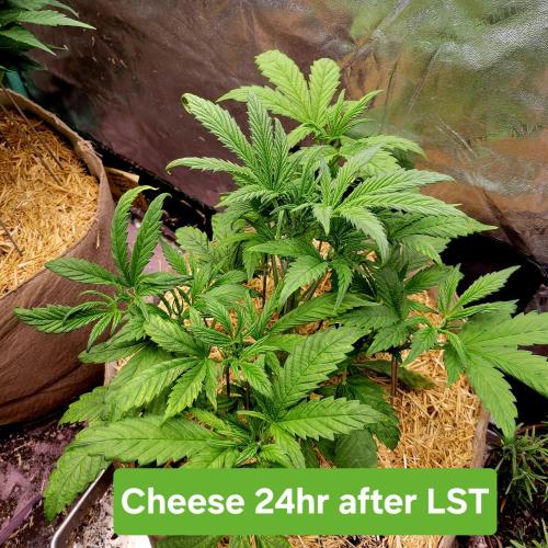 Backup plan.. Week 4