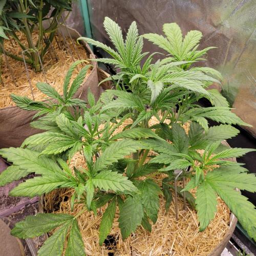 Backup plan.. Week 4