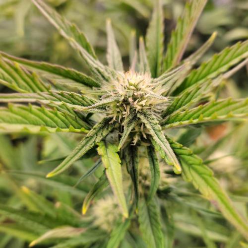 Winter 2025/2026. Week 6