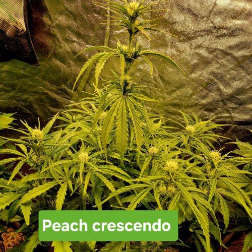 Winter 2025/2026. Week 6