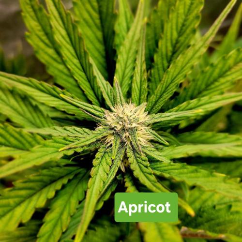 Winter 2025/2026. Week 6