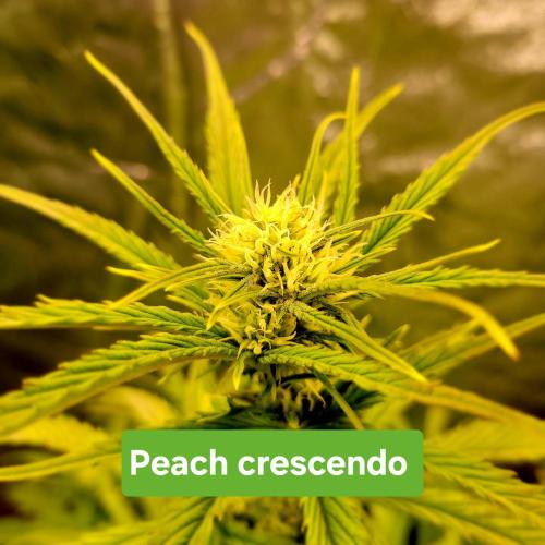 Winter 2025/2026. Week 6