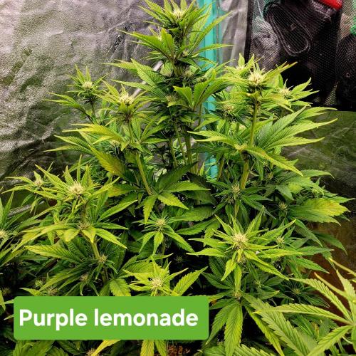 Winter 2025/2026. Week 6