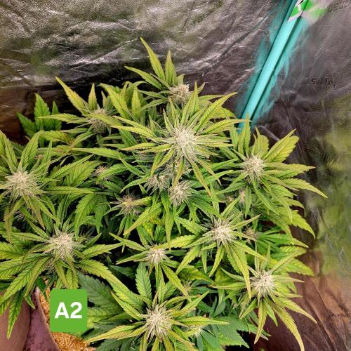 Winter 2025/2026. Week 7