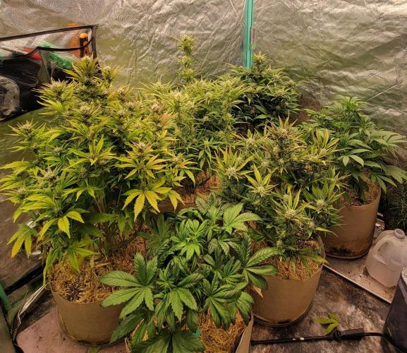 Backup plan.. Week 5