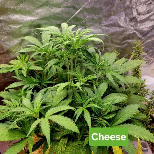 Backup plan.. Week 5