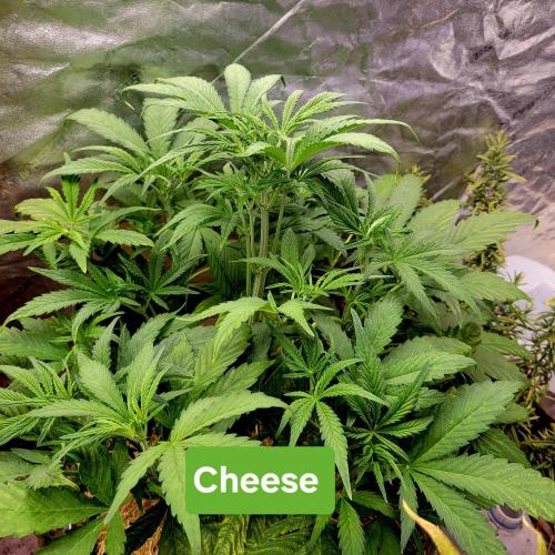 Backup plan.. Week 5