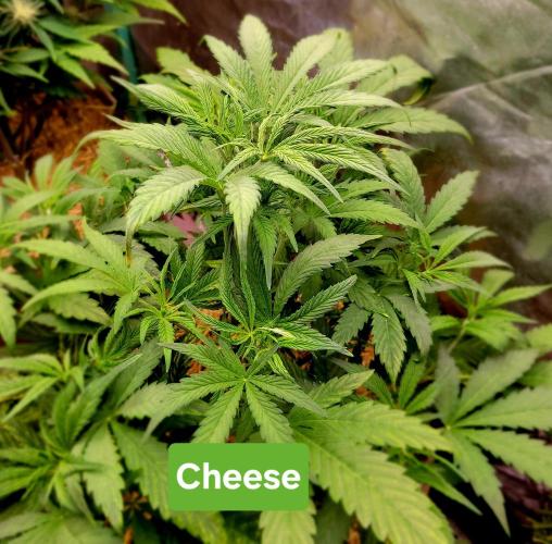 Backup plan.. Week 5