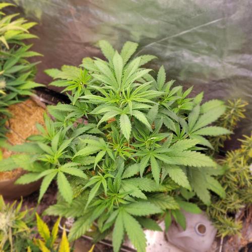 Backup plan.. Week 5