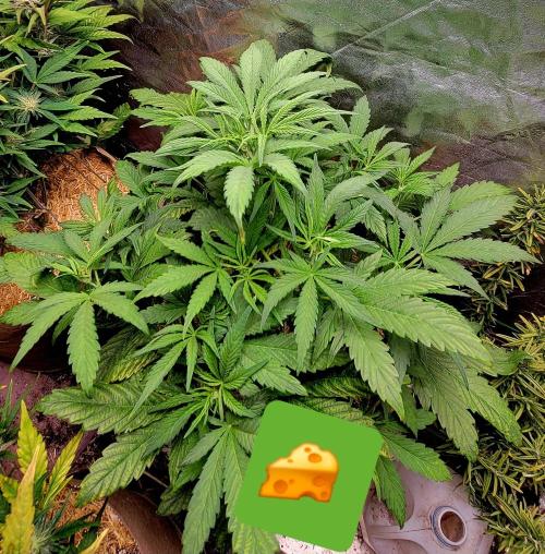 Backup plan.. Week 5