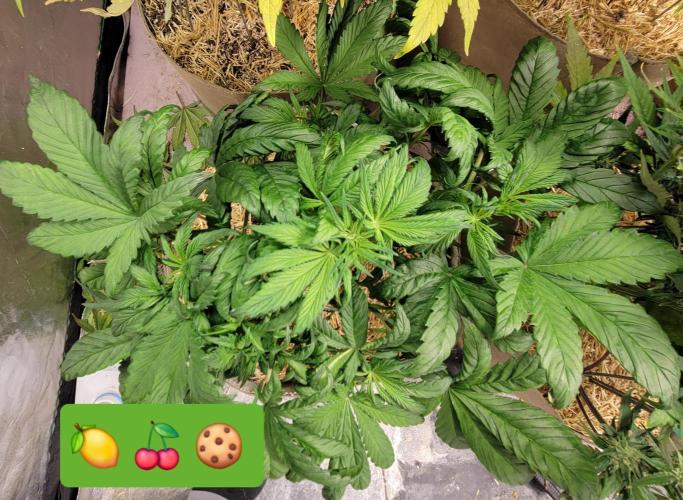 Backup plan.. Week 5