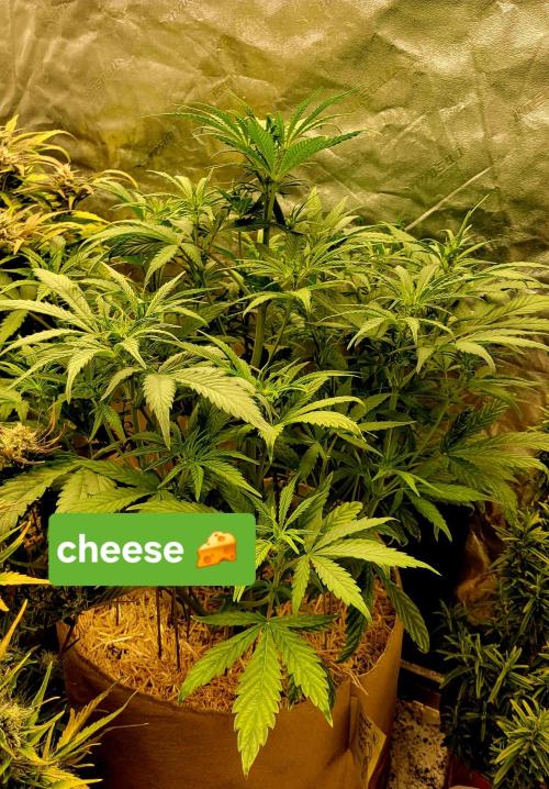 Backup plan.. Week 6