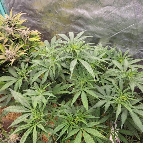 Backup plan.. Week 6