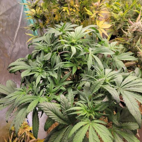 Backup plan.. Week 6