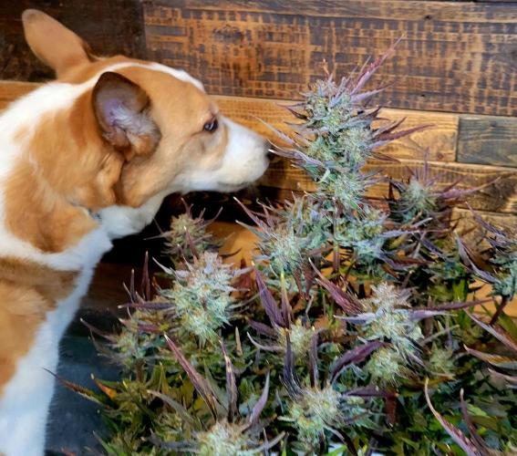 Winter 2025/2026. Week 9 - Apricot #1 Trichomes being inspected by Coop. He said push it 1 more week...