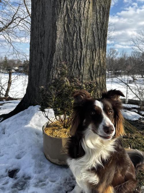 Winter 2025/2026. Week 9 - Soka standing guard letting the Apricot #1 get some cold shock treatment.
