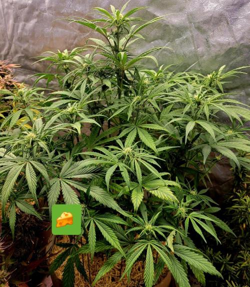 Backup plan.. Week 7