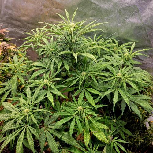 Backup plan.. Week 7