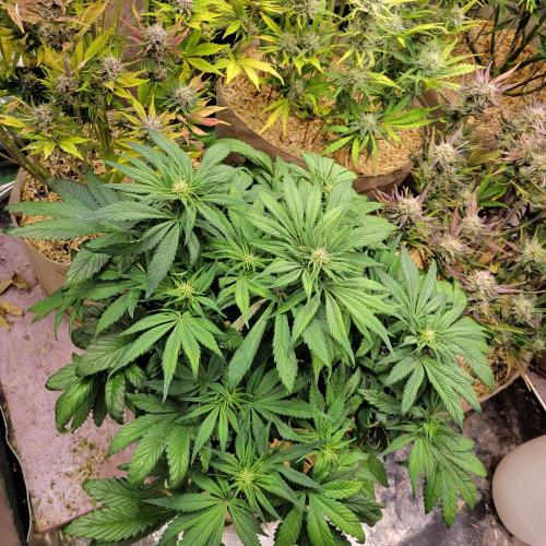 Backup plan.. Week 7