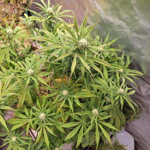 Backup plan.. Week 8
