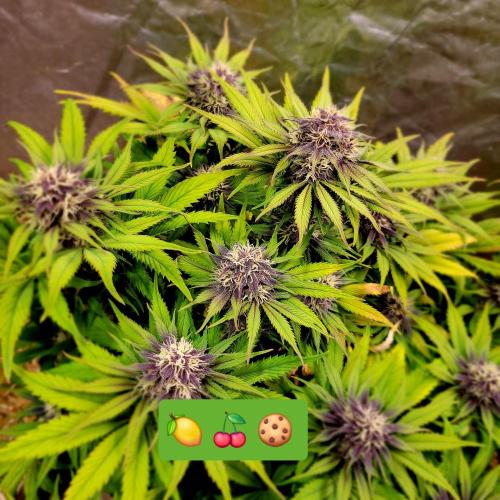 Backup plan.. Week 9