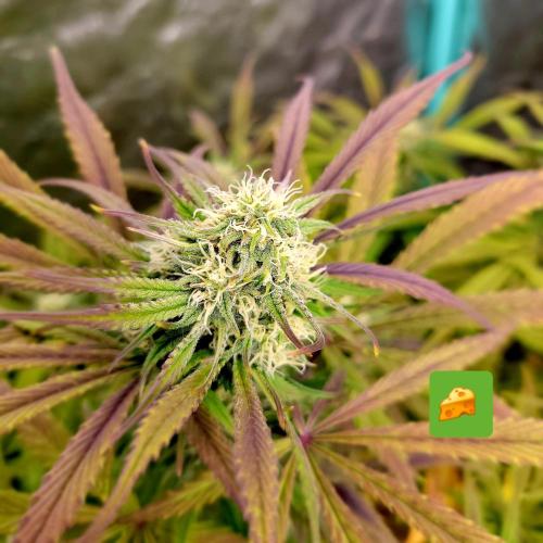 Backup plan.. Week 9 - Cheese 