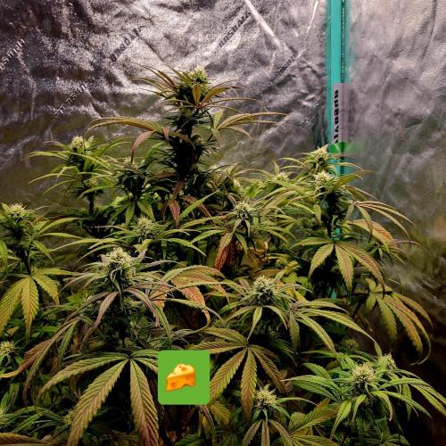 Backup plan.. Week 9