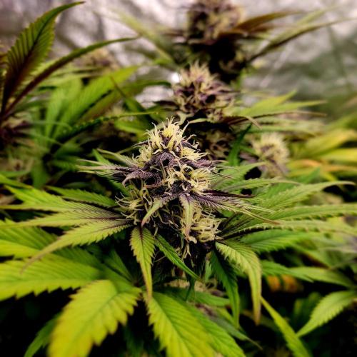 Backup plan.. Week 9 - Lemon Cherry Cookies.  Fastbuds...