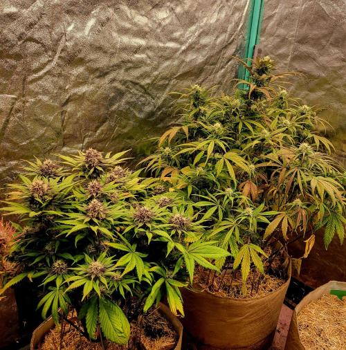 Backup plan.. Week 9