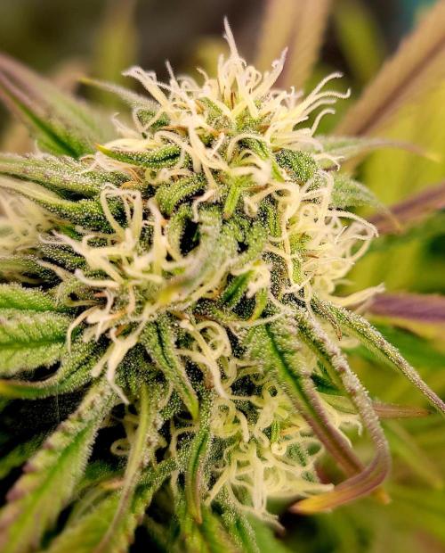 Backup plan.. Week 9 - Cheese.