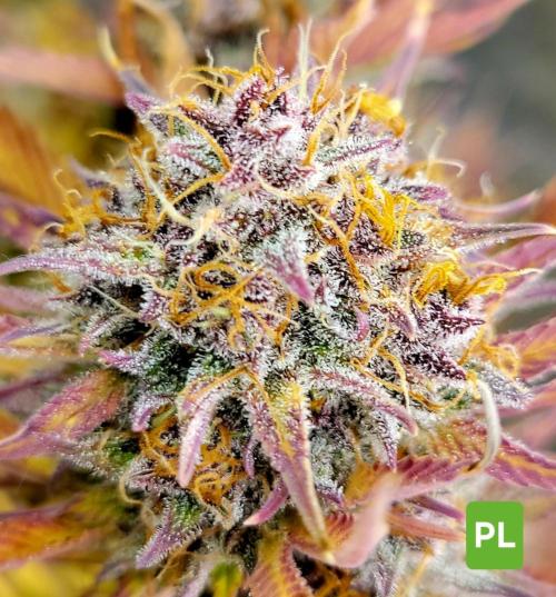 Winter 2025/2026. Week 10 - Purple lemonade 