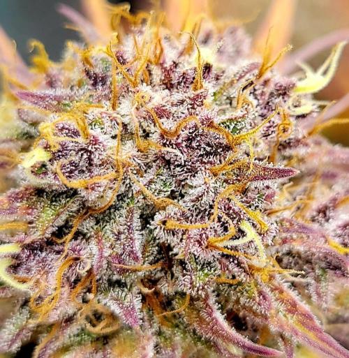 Winter 2025/2026. Week 10 - Purple lemonade 
