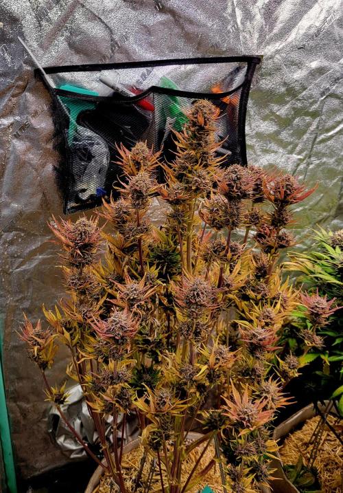 Winter 2025/2026. Week 10 - Purple lemonade 