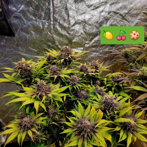 Backup plan.. Week 10
