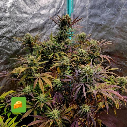 Backup plan.. Week 10