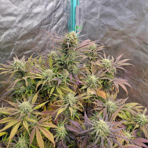 Backup plan.. Week 10
