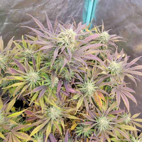 Backup plan.. Week 10