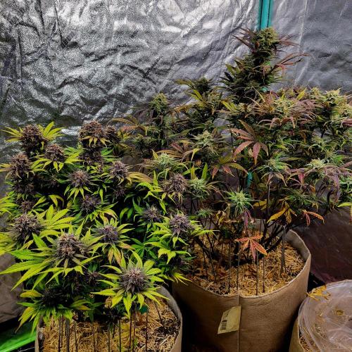 Backup plan.. Week 11