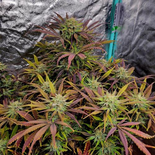 Backup plan.. Week 11