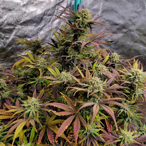 Backup plan.. Week 11