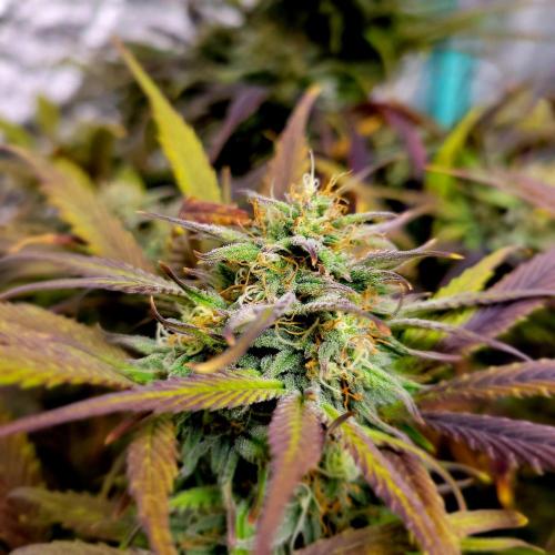 Backup plan.. Week 11
