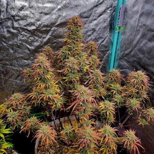 Backup plan.. Week 12