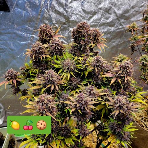 Backup plan.. Week 12