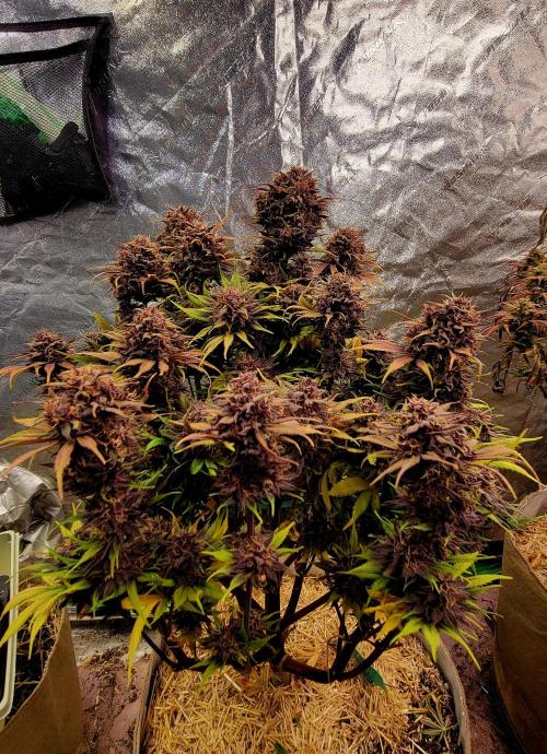 Backup plan.. Week 12